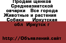 Продам щенков Среднеазиатской овчарки - Все города Животные и растения » Собаки   . Иркутская обл.,Иркутск г.